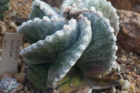 Astrophytum myriostigma en el Jardín Botánico de Múnich con geometría pentagonal perfecta