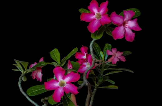 Cultivo de invierno con calefacción: Manejo de suculentas en interiores con aire seco