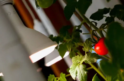 Cultivo en sótano con LED: Cómo armar una zona de cultivo dedicada sin luz natural