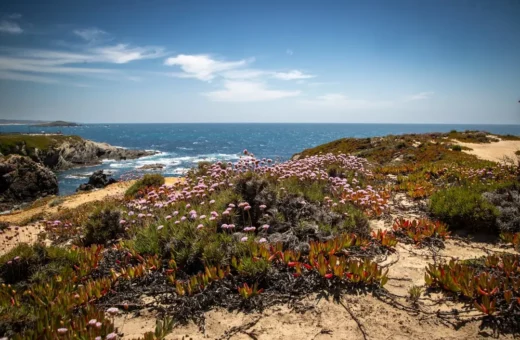 Cultivo de suculentas en zona costera atlántica: Salinidad, viento y humedad alta