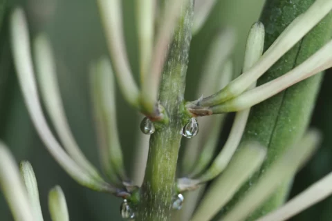 Sansevieria cylindrica con hojas cilíndricas verticales características en maceta