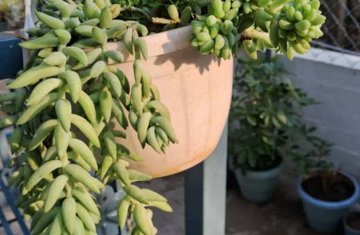 Sedum morganianum: La cola de burro mexicana y el desafío de cultivarla colgante