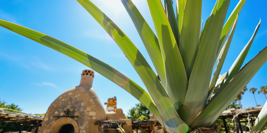 Agave angustifolia, campo mezcalero, horno cónico, palenque