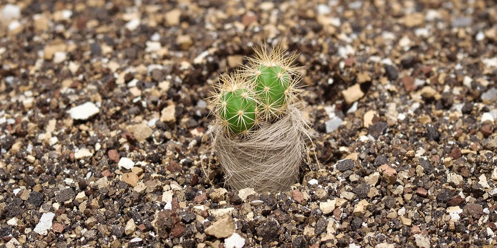 Sustrato de cactus con ingredientes visibles