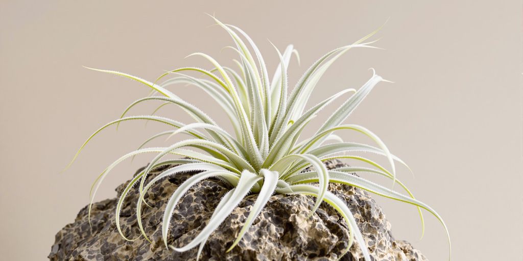 Planta de aire Tillandsia sobre roca