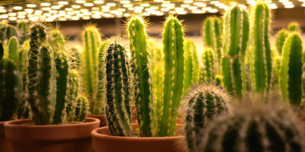 Cactus verdes bajo luz LED cálida en maceta de terracota.