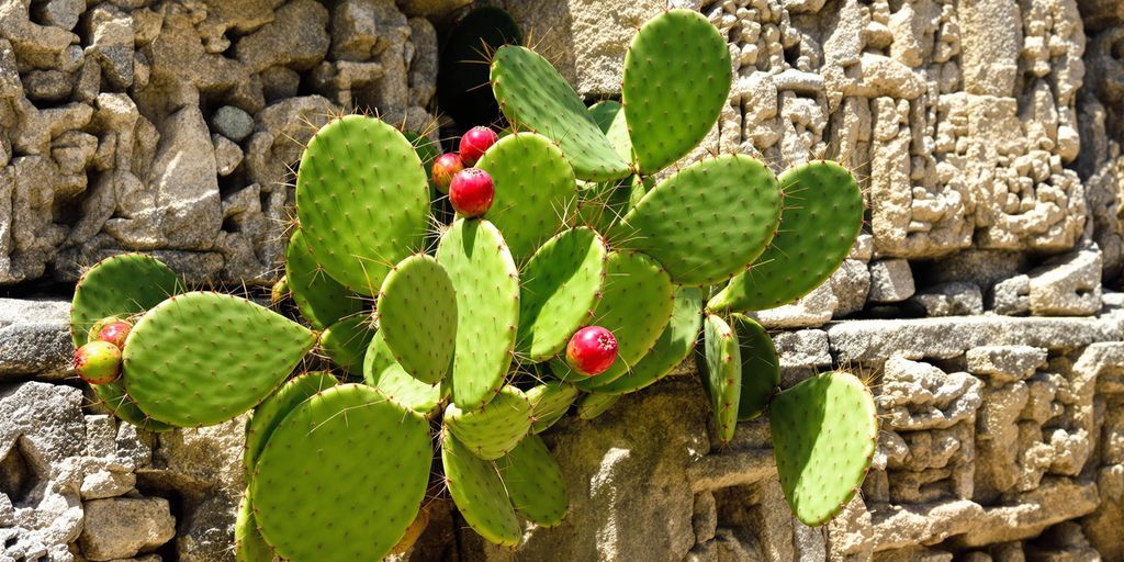 Cactus en monumento azteca.