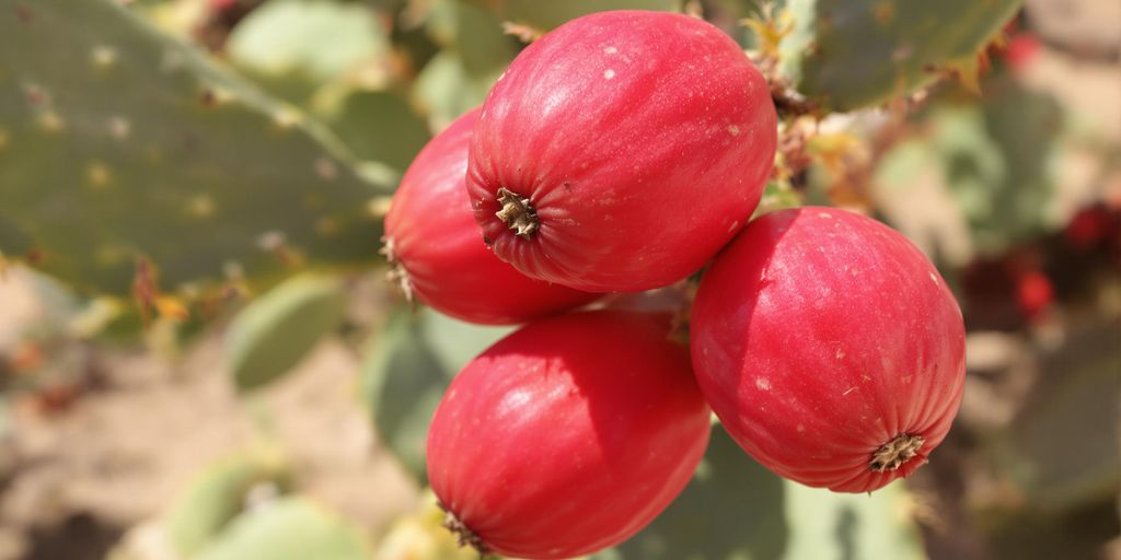 Frutos rojos de pitahaya maduros