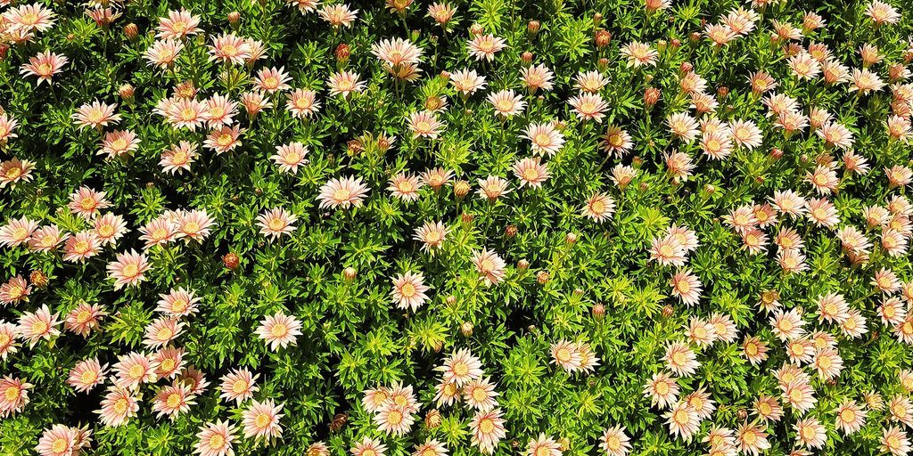 Echinopsis multiplex en jardín vertical, flores rosadas.