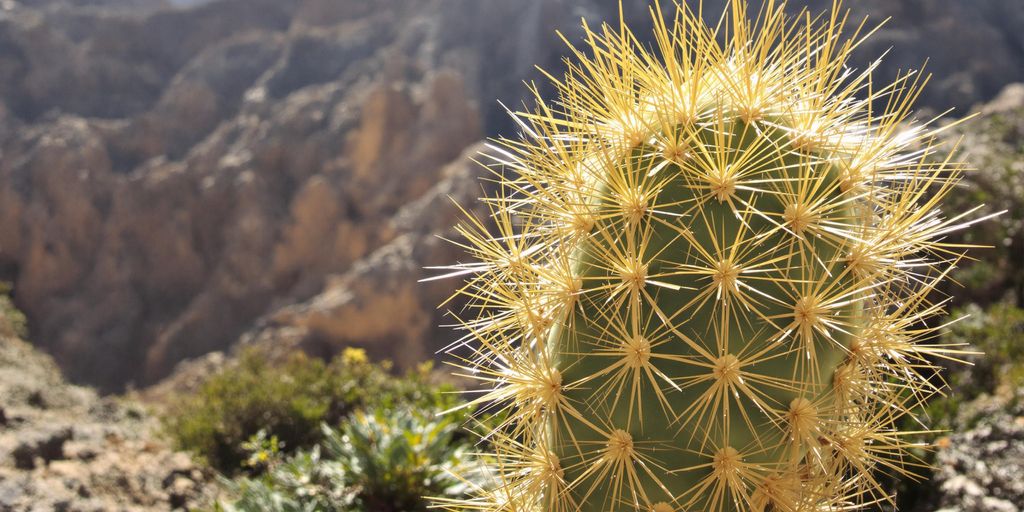 Cactus Ferocactus glaucescens con espinas doradas en un paisaje rocoso.