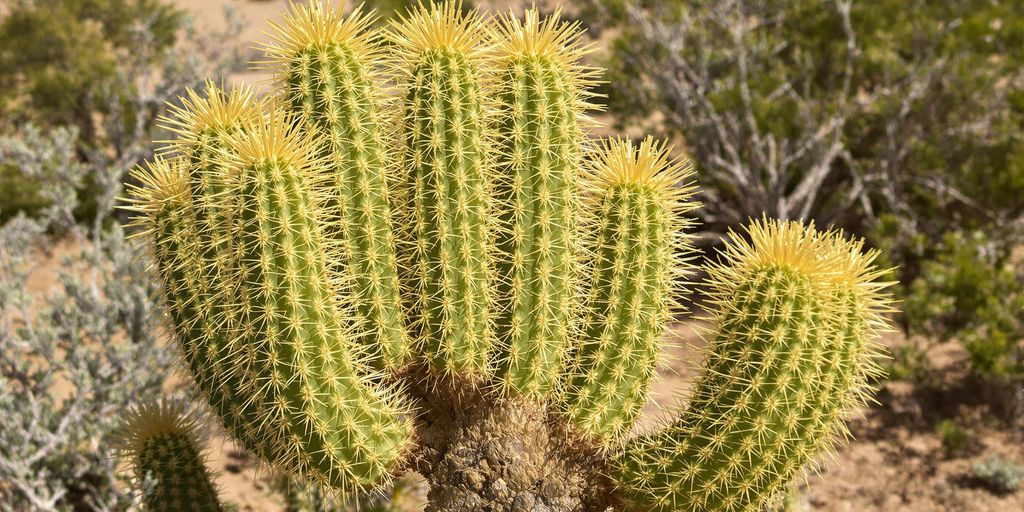 Cactus dorado sobre fondo desértico.