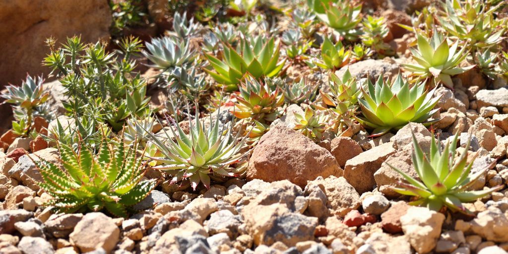 Rocalla desértica con suculentas diversas