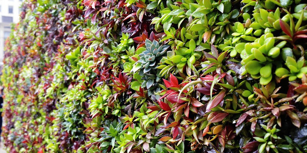 Jardín vertical de suculentas en pared urbana.