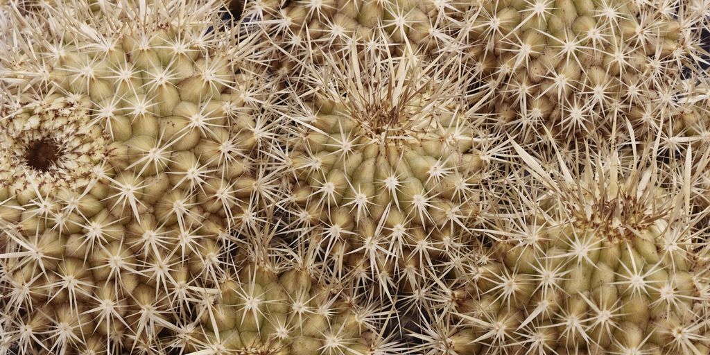 Artesanía zapoteca hecha con espinas de cactus.