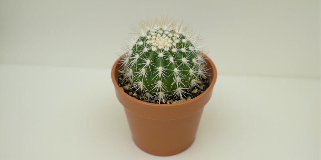 Planta Mammillaria gracilis en maceta pequeña.