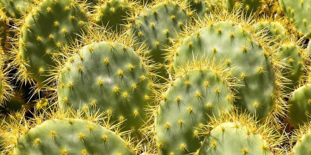 Opuntia microdasys en desierto, espinas doradas, luz solar.