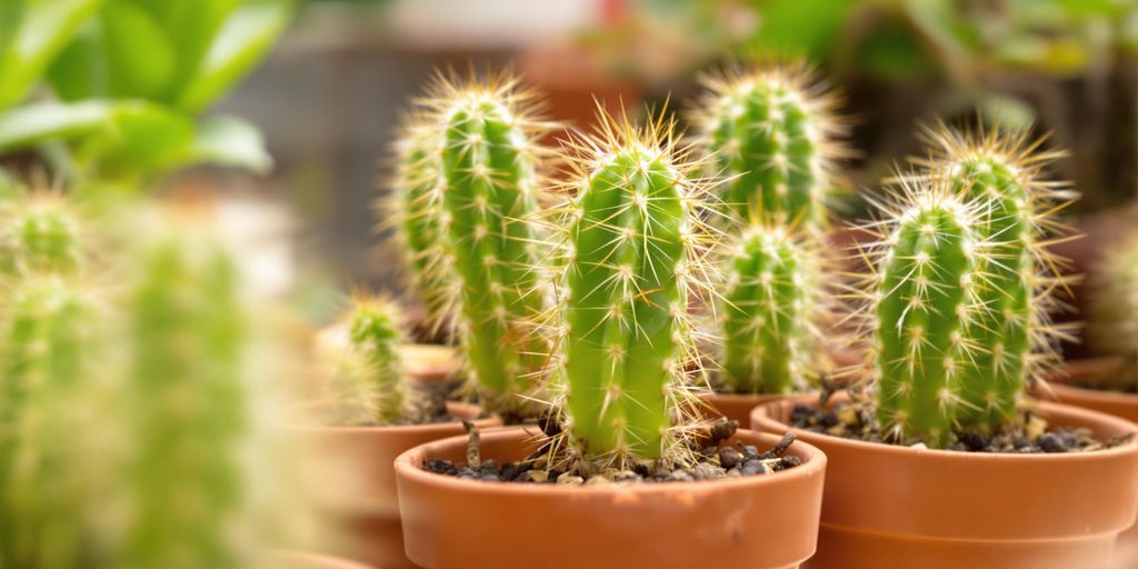 Cactus recién propagados en macetas pequeñas