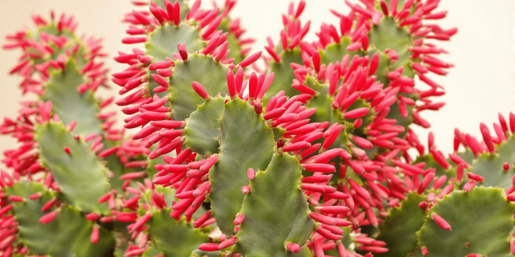 Primer plano de flores rojas de cactus de Navidad.