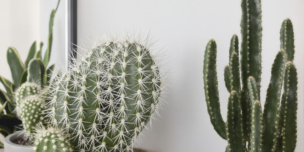 Notocactus magnificus con espinas plateadas