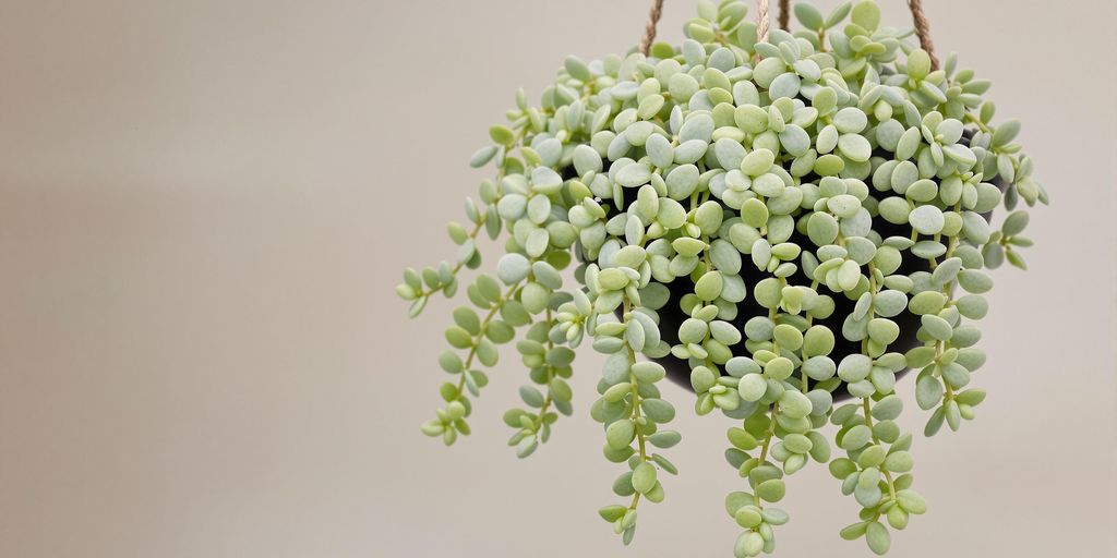 Burro's Tail colgando maceta