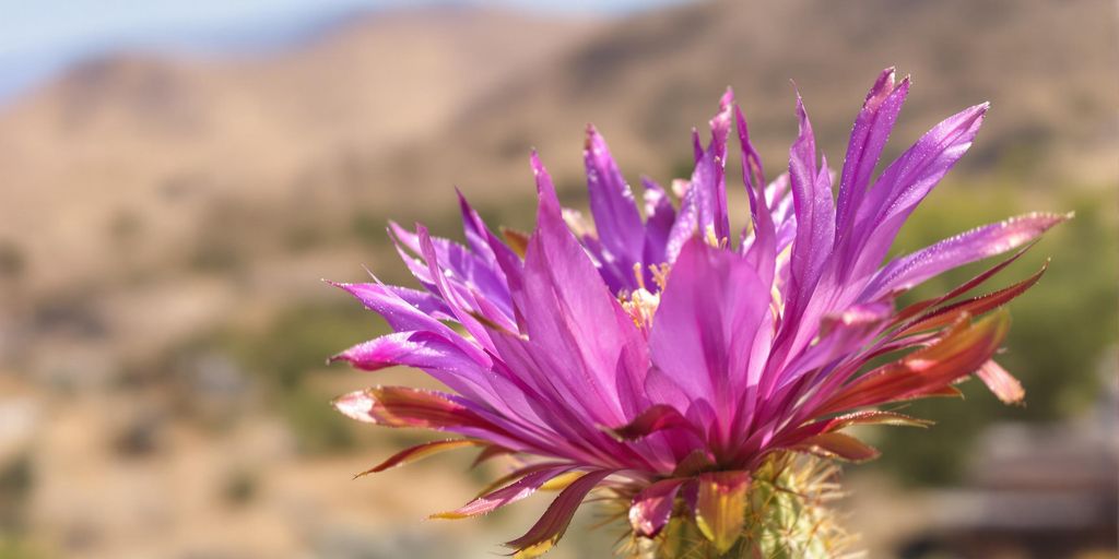 Flor silvestre púrpura de cactus en flor