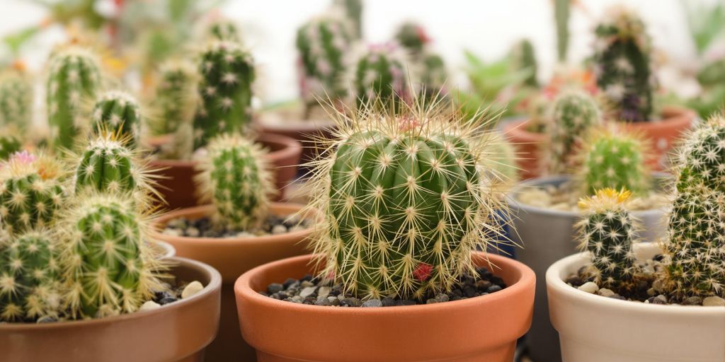 Cactus variados en macetas de distintos materiales y tamaños.