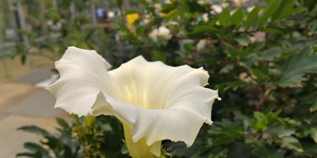 Cactus de echinopsis floreciendo por la noche en invernadero urbano