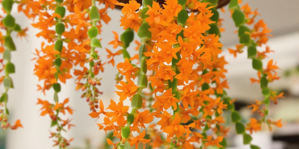 Flores naranjas vibrantes en cactus colgante.