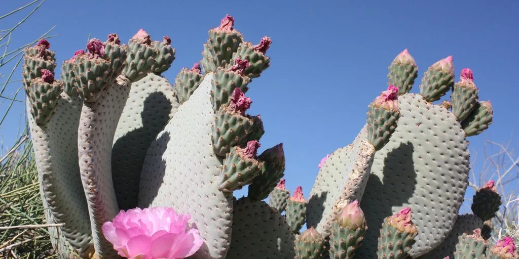 A large cactus with a pink flower in the middle of it