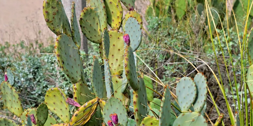 a large cactus with many green leaves in a field