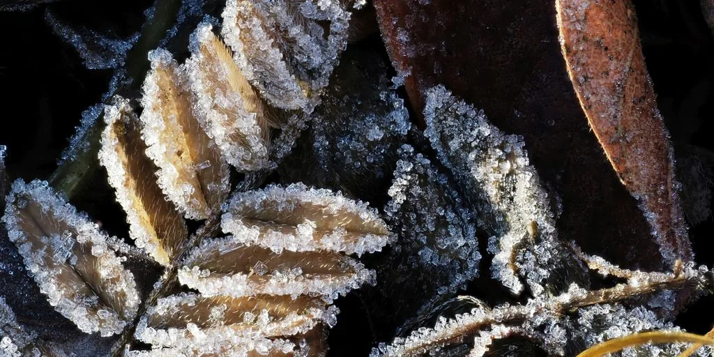 A close up of a bunch of plants covered in snow