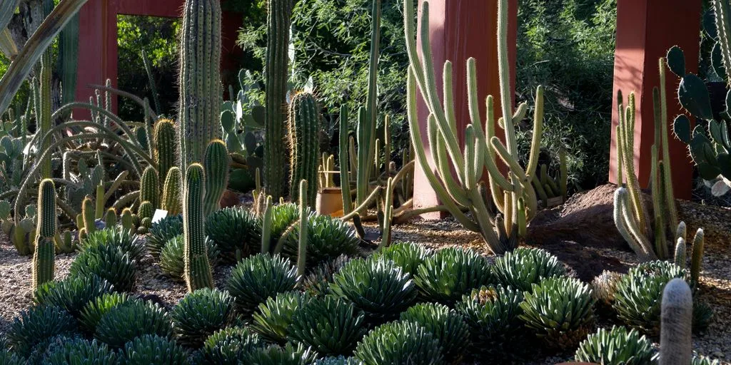 a cactus garden with many cacti and succulents