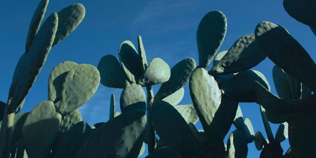 a group of cactus plants against a blue sky