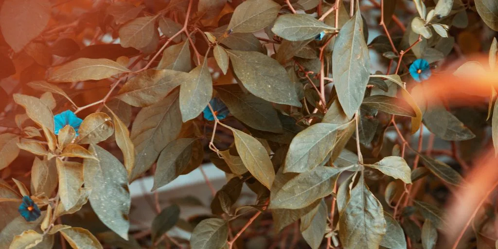 green leaf tree during daytime