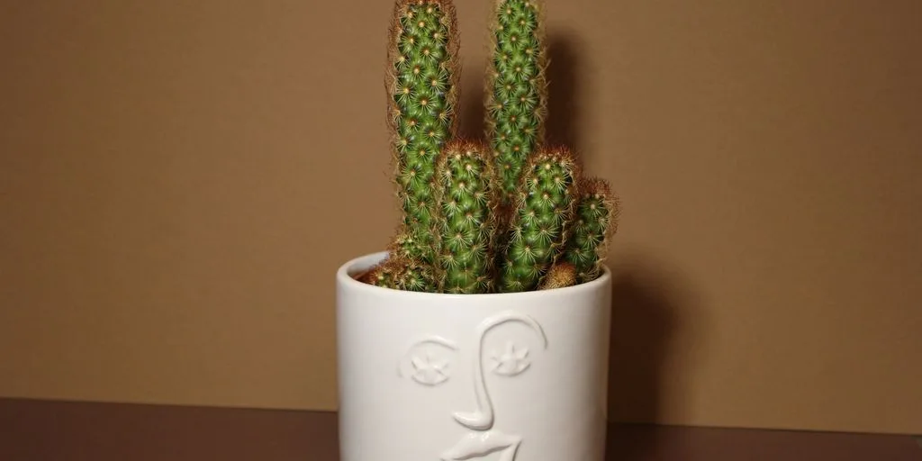 a potted plant with a face drawn on it