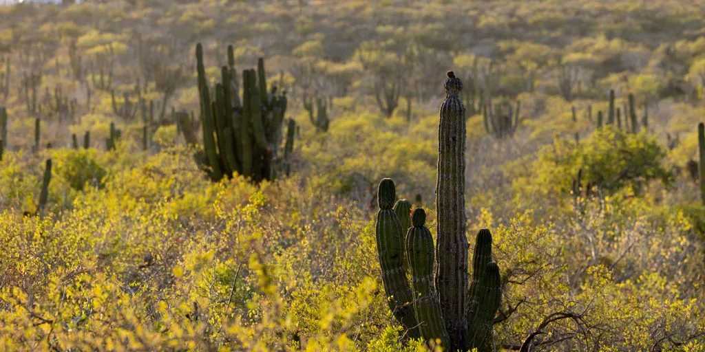 a group of cactus in a field