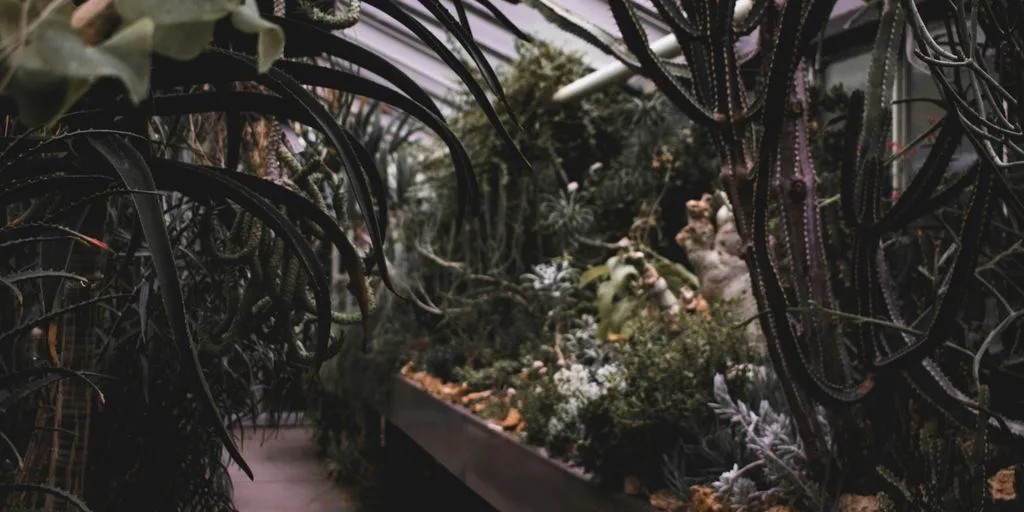 green leaf plant near brown wooden fence