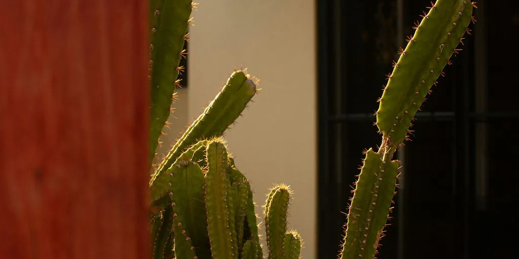green cactus plant near brown wooden door