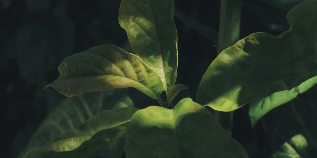 green leaves in close up photography