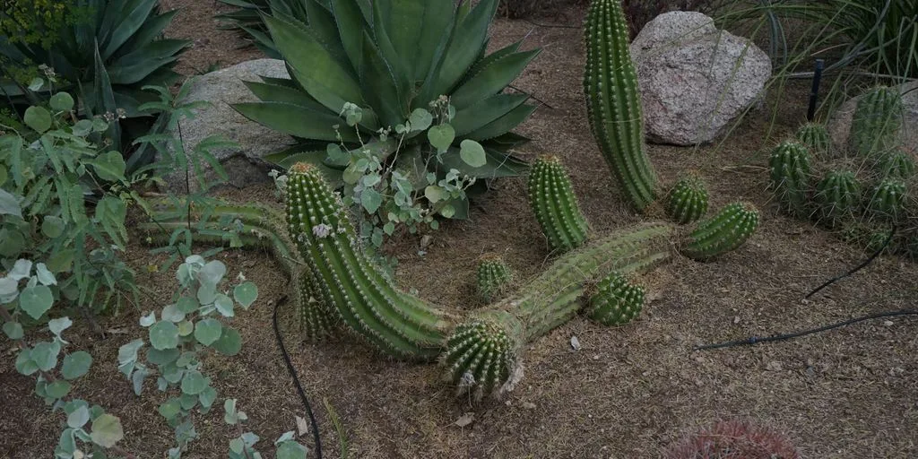 green cactus plant on brown soil