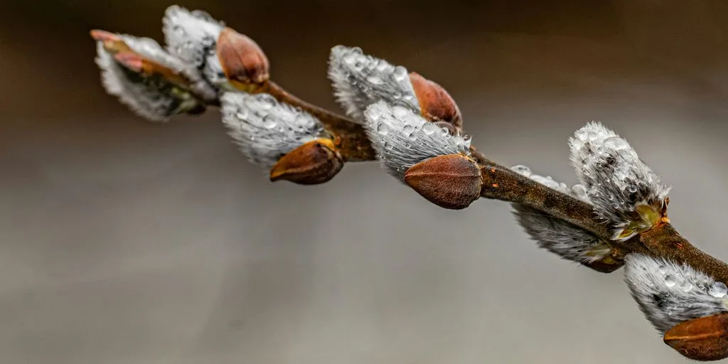 Pussy willows covered in dewy frost.