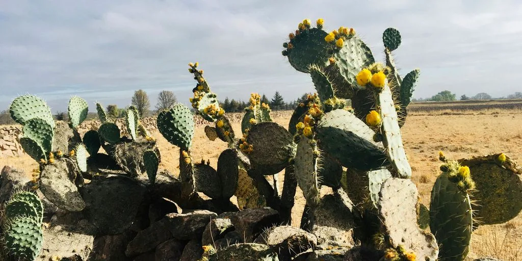 a bunch of cactus plants growing out of a rock wall