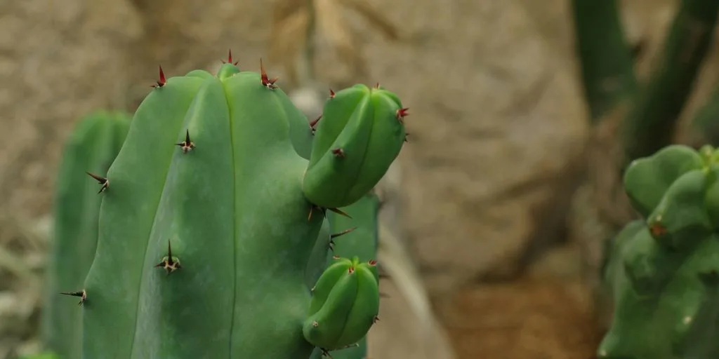 A close up of a green cactus with rocks in the background