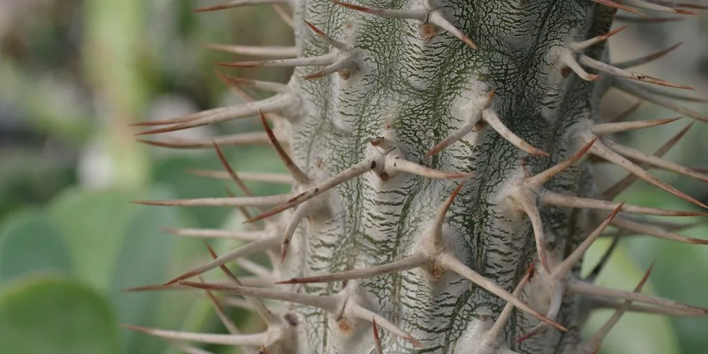 A close up of a cactus plant with lots of spikes