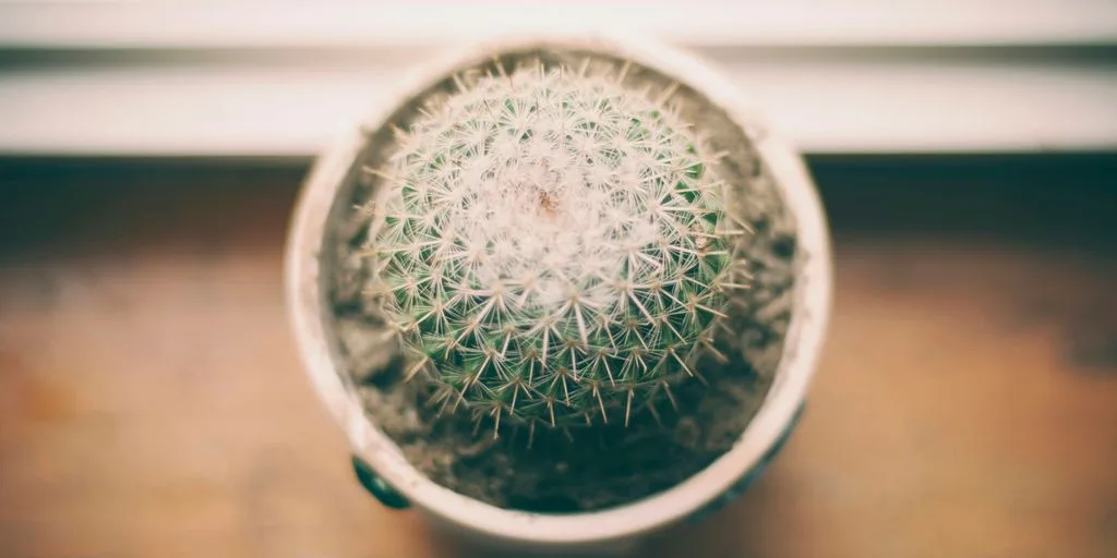 ball cactus photography near window