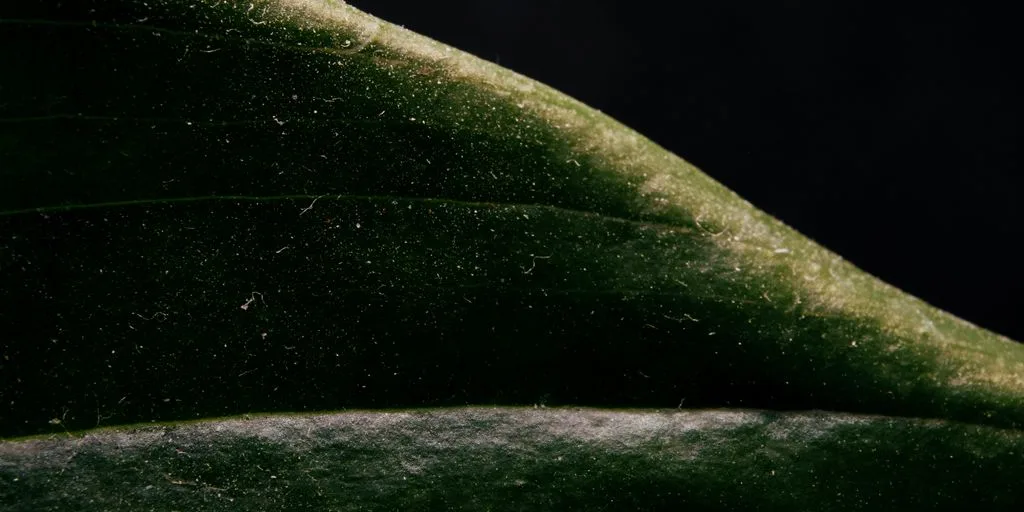 green leaf in close up photography