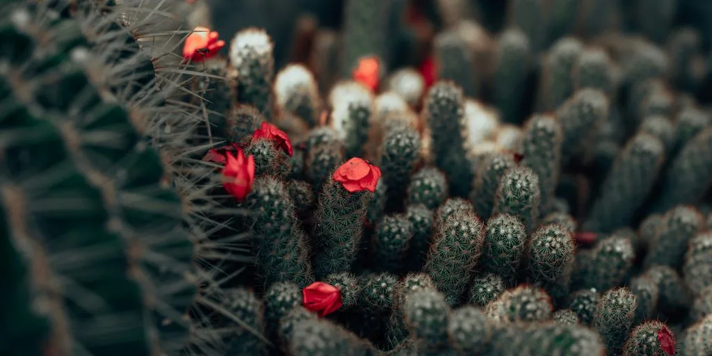a close-up of a cactus
