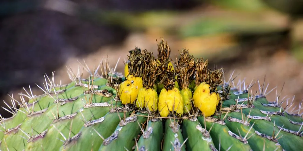 a close up of a cactus with a bunch of fruit on it