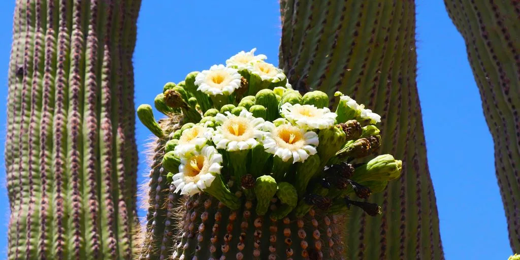 a bunch of flowers that are on a cactus