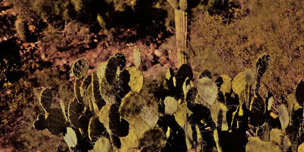 a group of plants with leaves